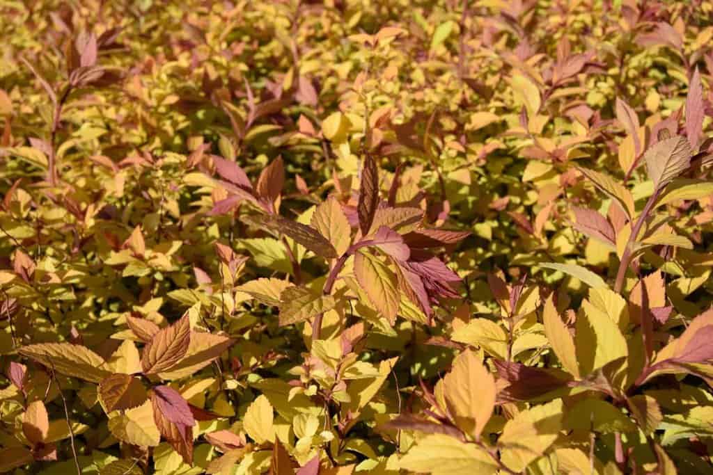 Spiraea japonica 'Goldflame' 60-80 cm